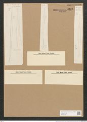 Nitzschia levissima Grun. (de-Toni-Nr.: Genus 47, Species 2105) Zeichnungen Sammlung Grunow Nr. 4206 (NHMW-BOT-W0372128)